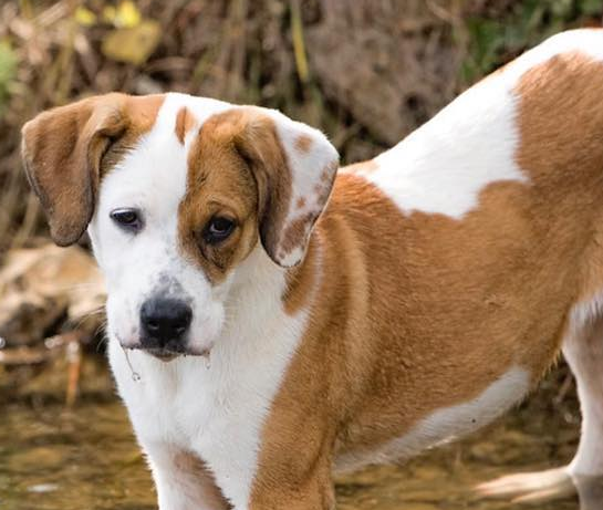 Brown and white dog standing in water, looking at the camera.