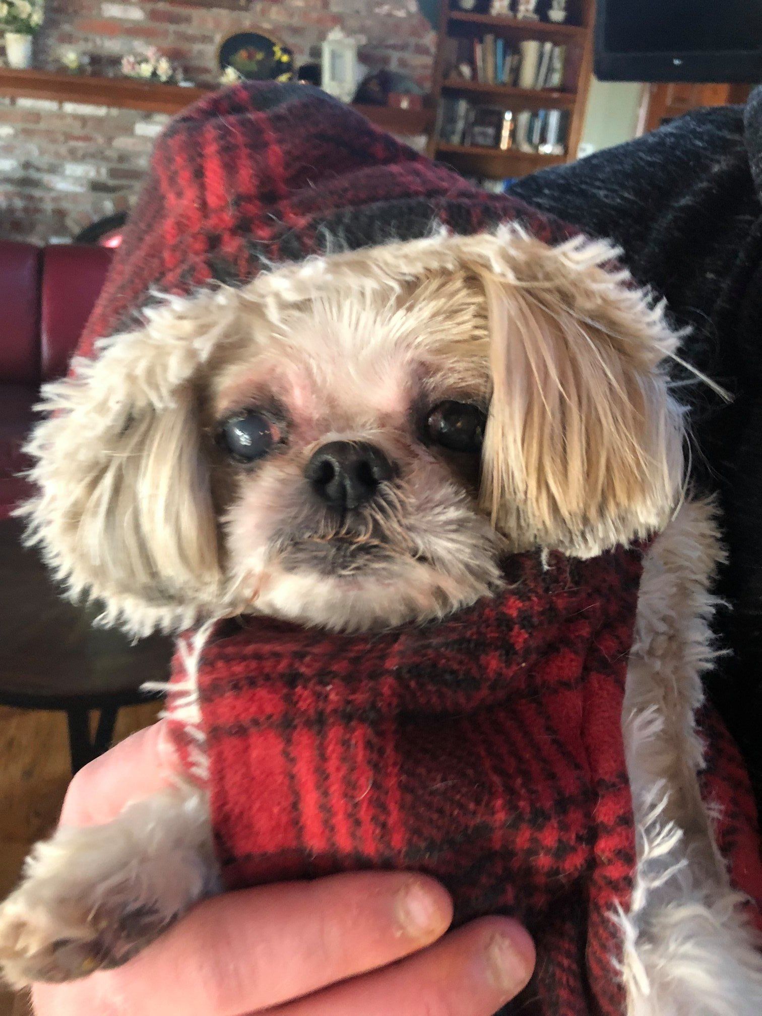 Small dog in red plaid coat and hood, held by a person indoors.