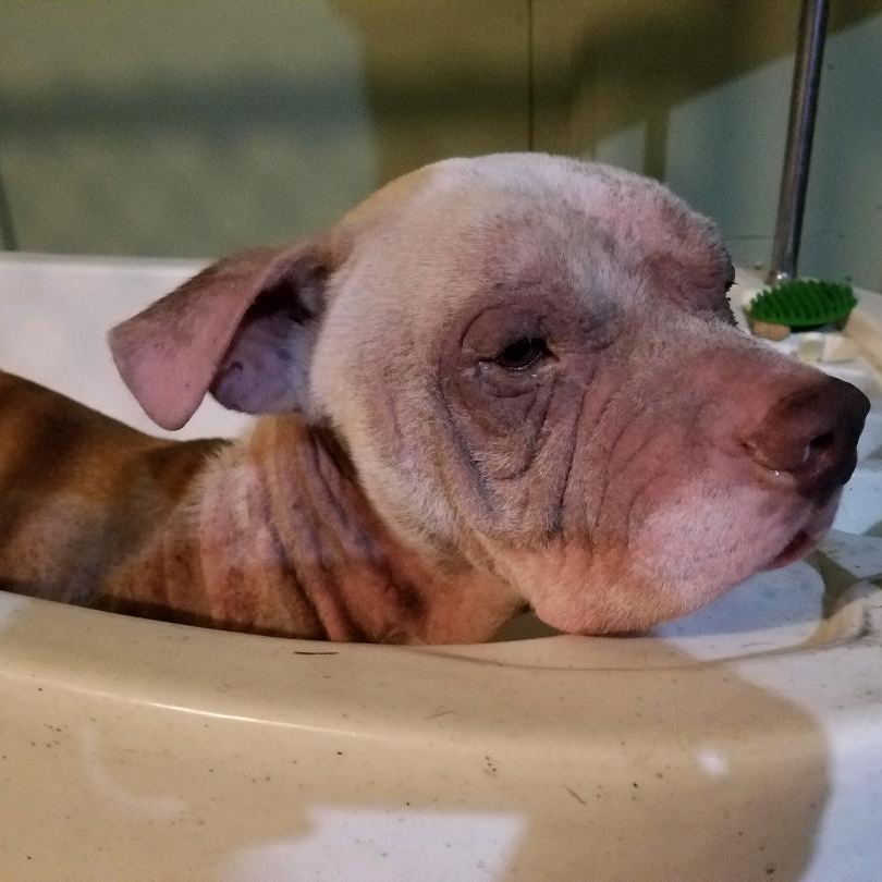 Dog with wrinkled face in a bathtub, looking towards the right. Mostly white and brown fur, pink nose.