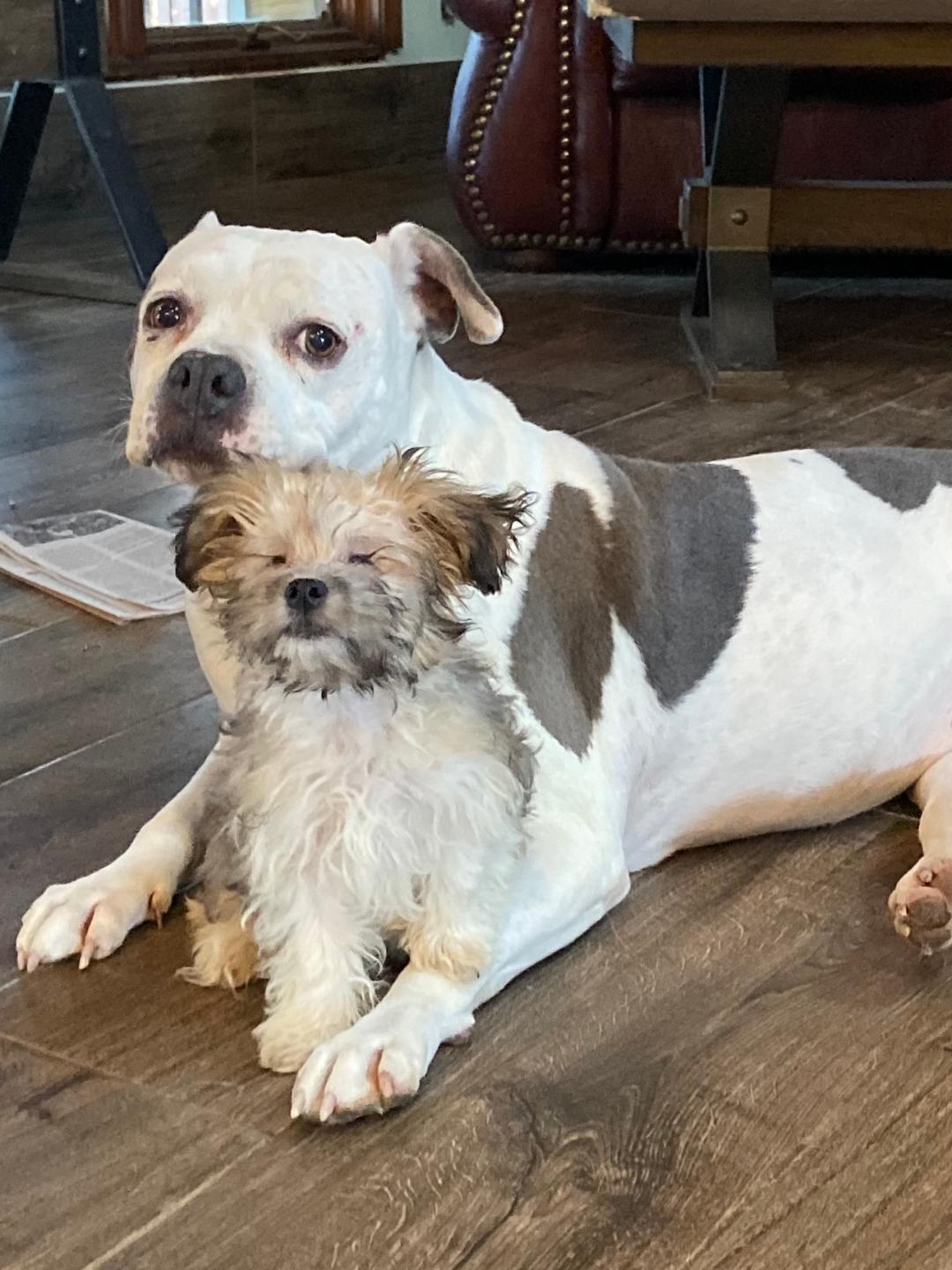 Two dogs, one small and fluffy, the other larger with a spotted coat, lie on a wood floor.