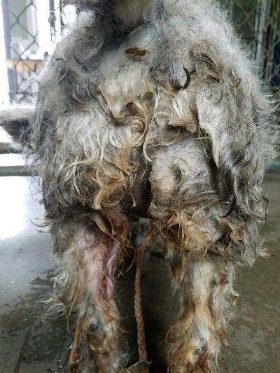 Rear view of a dog with severely matted fur, soiled and stained.