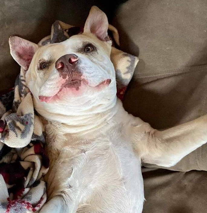 White dog resting on a couch, paws outstretched. Wearing a blanket, relaxed expression.