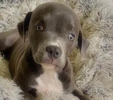 Gray and white pit bull puppy with a concerned expression, lying on a fluffy bed.