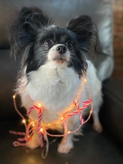 Papillon dog with black and white fur, wearing candy cane and light garland.