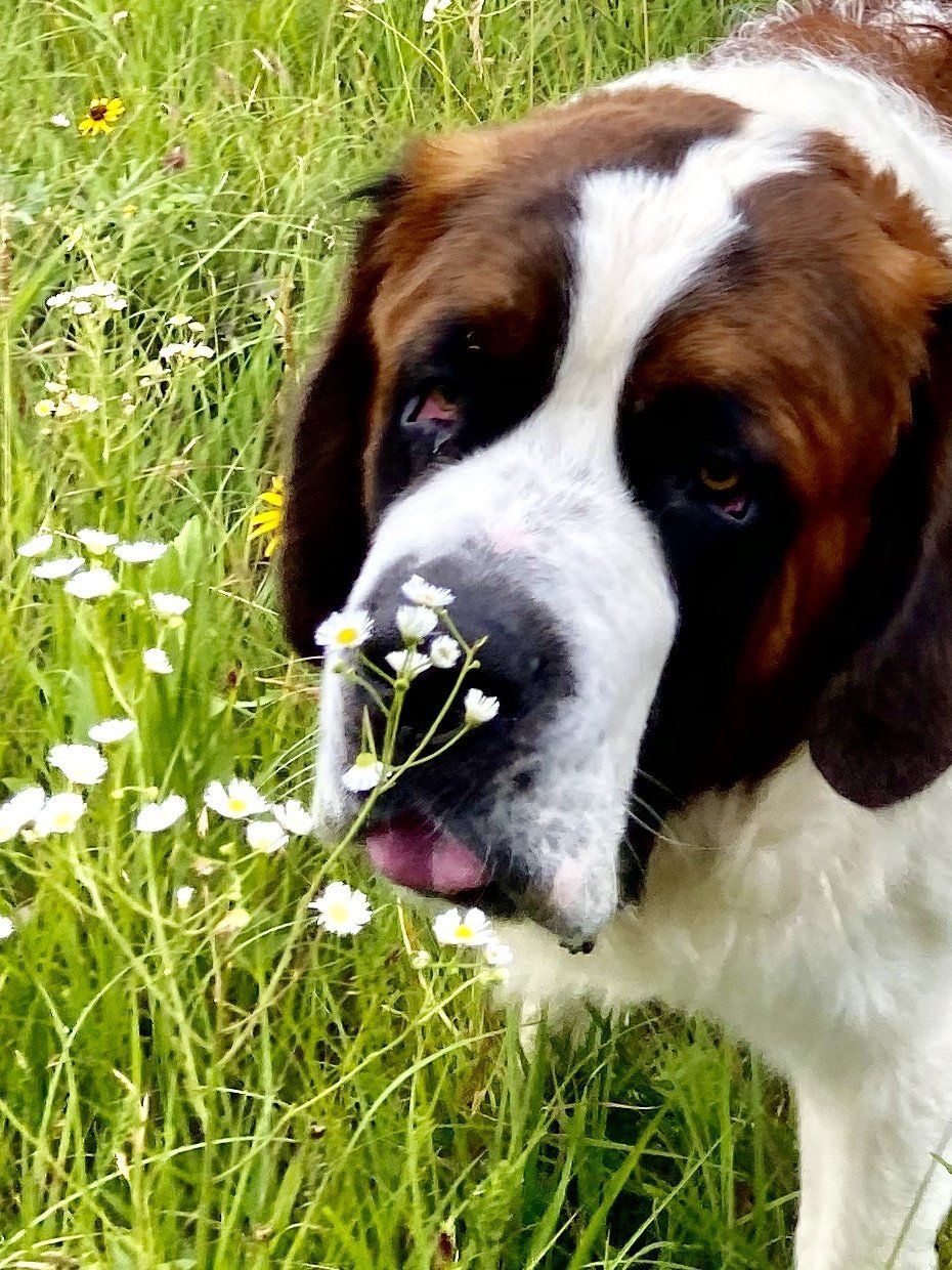 St. Bernard dog sniffs white wildflowers in a green field, looking content.