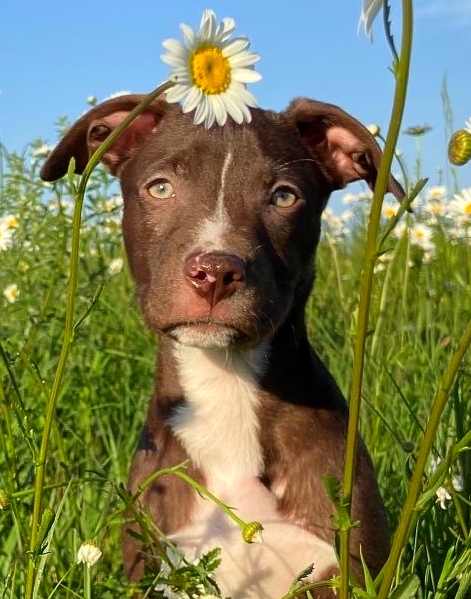 Brown and white puppy in a daisy field with a daisy on its head, looking at the camera.