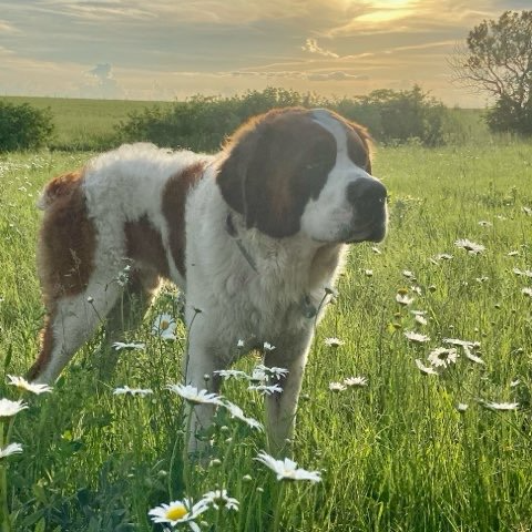 Saint Bernard dog standing in a field of daisies, sunny day.