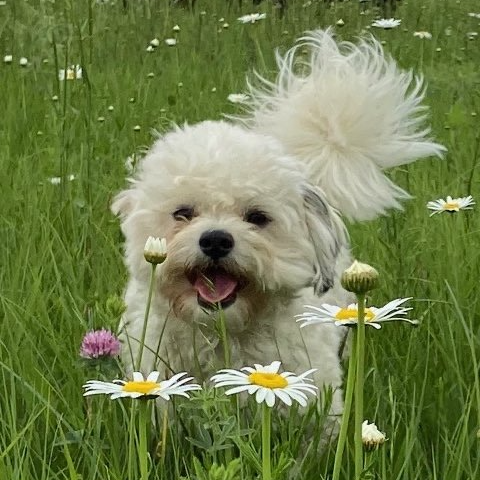 White fluffy dog with tongue out in a field of daisies and grass.