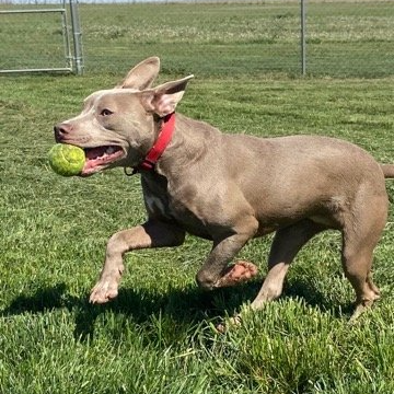 A dog with a light brown coat, red collar, and a green ball in its mouth running on grass.