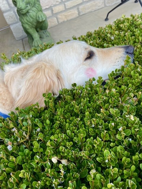 Golden retriever dog lying in a bed of green shrubbery with a pink smudge on its cheek.
