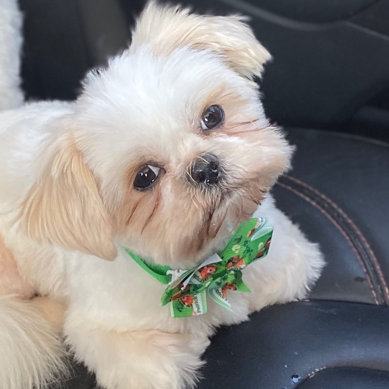 White and tan Shih Tzu with origami bowtie, looking up, sitting in a car.
