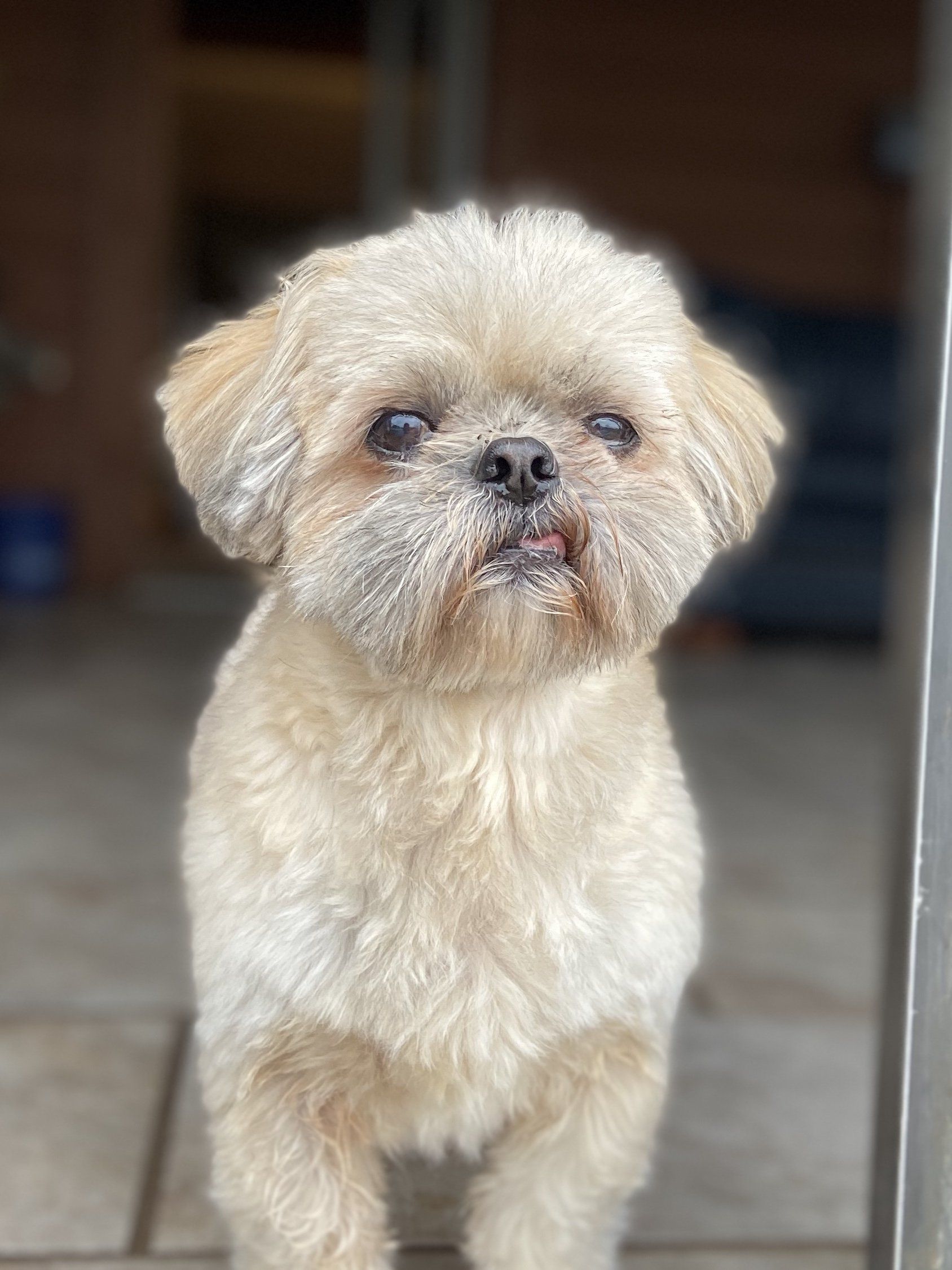Cream-colored Shih Tzu with a short haircut, standing indoors. The dog has a sad expression and is looking toward the camera.