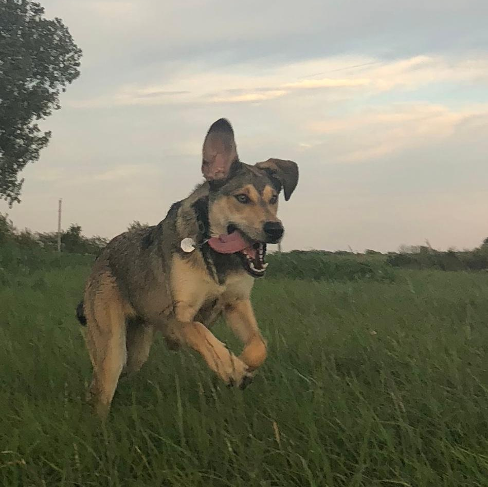 Dog running through tall grass, tongue out, floppy ears, against a cloudy sky.