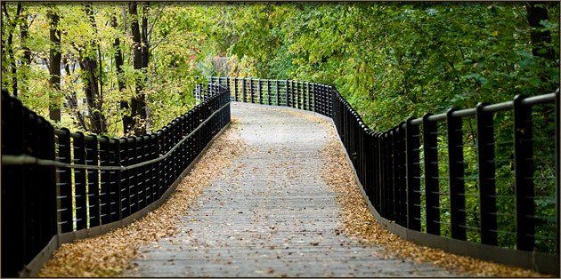 Bridge in trees