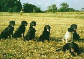 Gun dog training - Thetford, Norfolk - Buttershall Gun Dogs - Dogs in Field Gun dog training - Thetford, Norfolk - Buttershall Gun Dogs - Dogs in Field