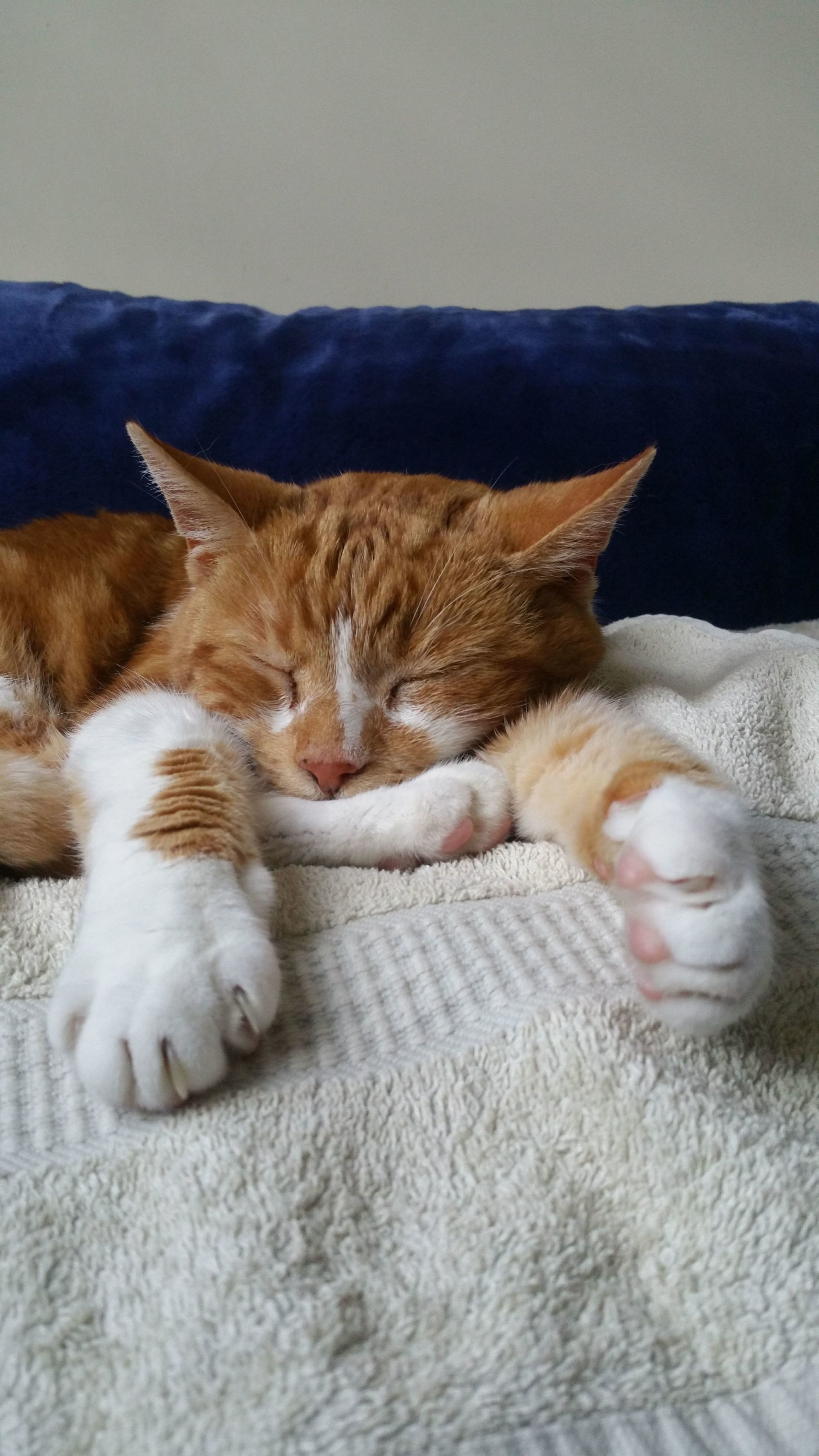 Een oranje gestreepte kat ligt te slapen op een witte handdoek, met uitgestrekte poten, tegen een blauwe kussenachtergrond.