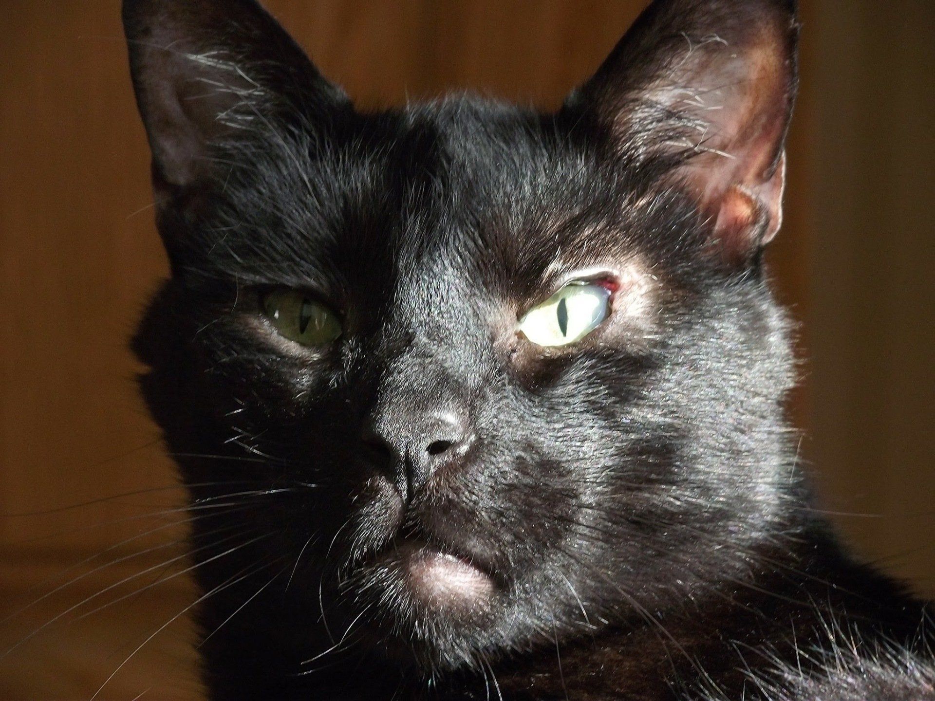 Zwarte kat, close-up. Zonlicht verlicht het gezicht van de kat met zijn intens groene ogen.