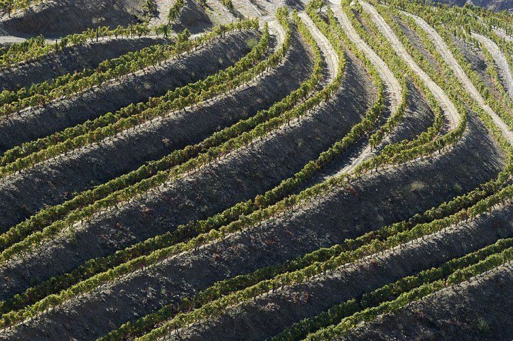 250 native grape varieties