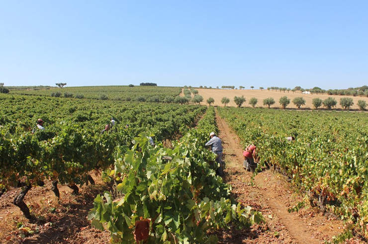 OPS Wines
