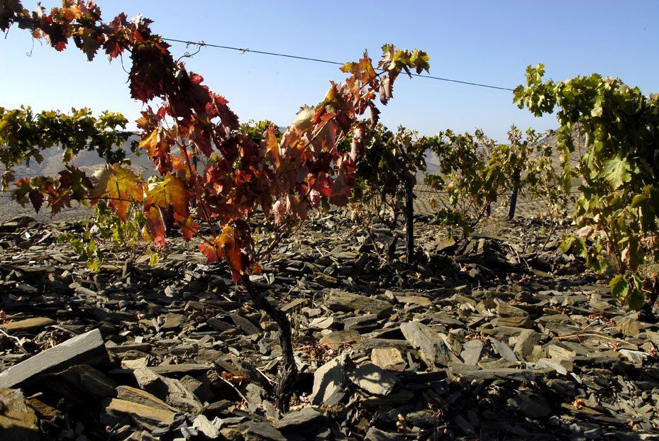 250 native grape varieties