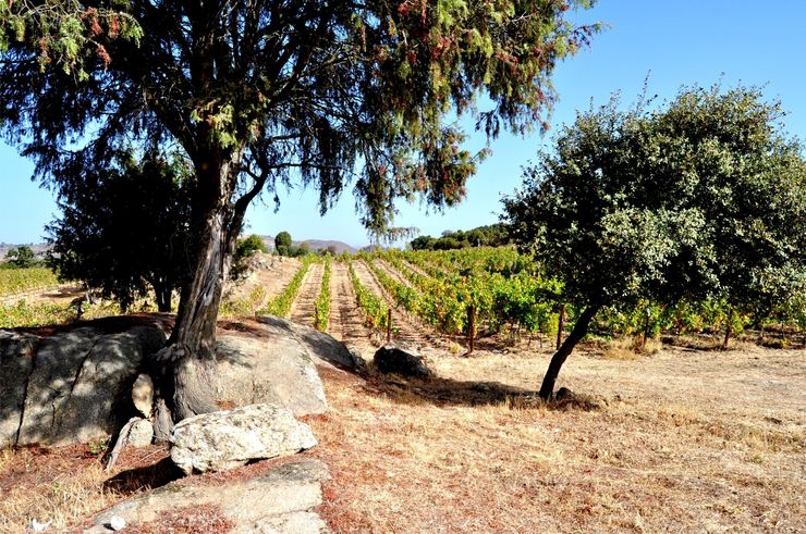 OPS Wines