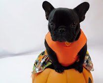 Pet dog groomer — Black dog in Washoe Valley, NV