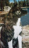 Pet care — Hound in Washoe Valley, NV
