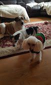 Pet caring — Dogsin Washoe Valley, NV