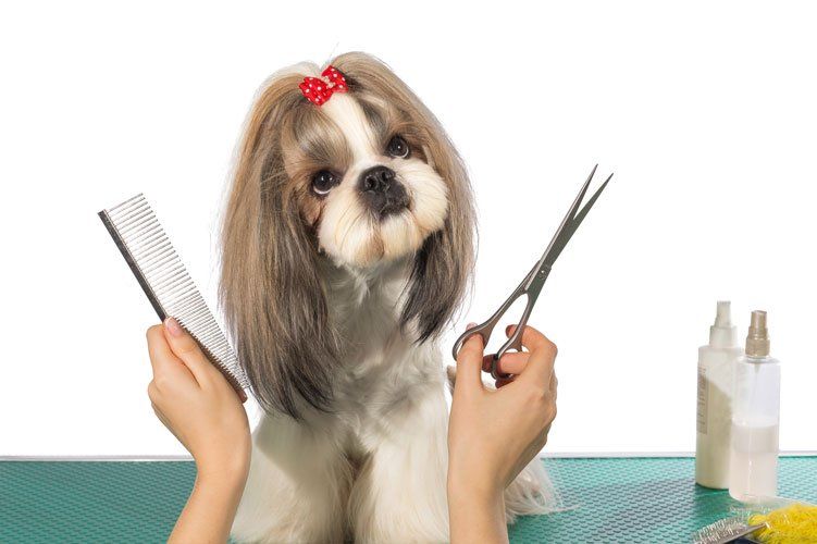 Dog groomers — Beautiful Shih-tzu in Washoe Valley, NV