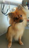 Pet dog grooming — Cute dog in Washoe Valley, NV