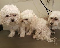 Dog bath — Furry dog in Washoe Valley, NV