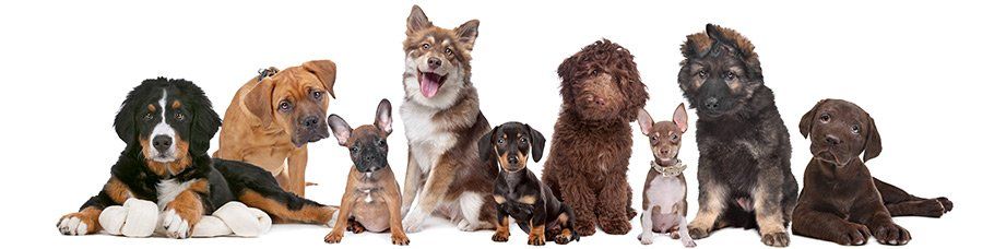 Pet groomers — Dogs in Washoe Valley, NV