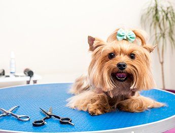 Pet groomer — Cute yorkshire in Washoe Valley, NV