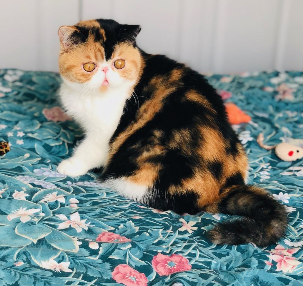 exotic shorthair