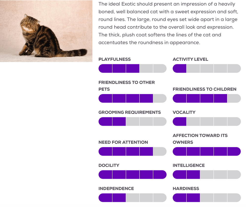 exotic shorthair