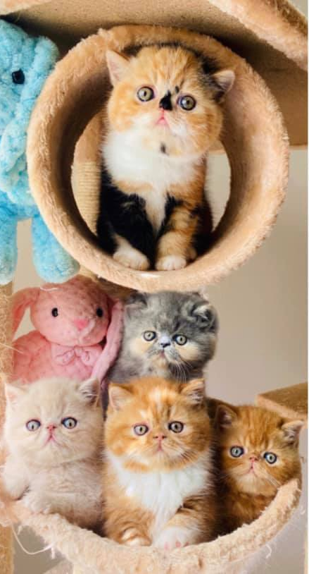 exotic shorthair