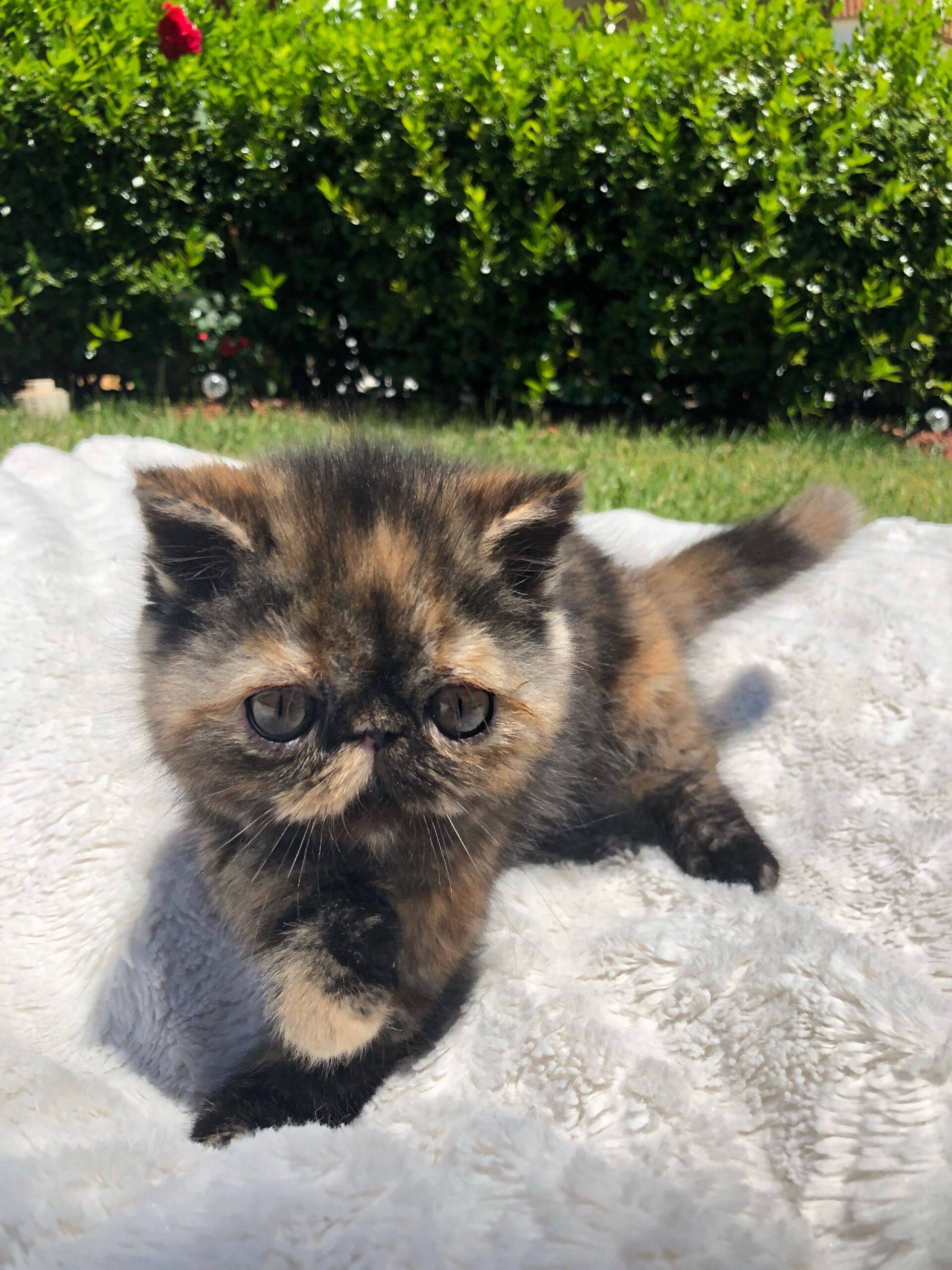 exotic shorthair