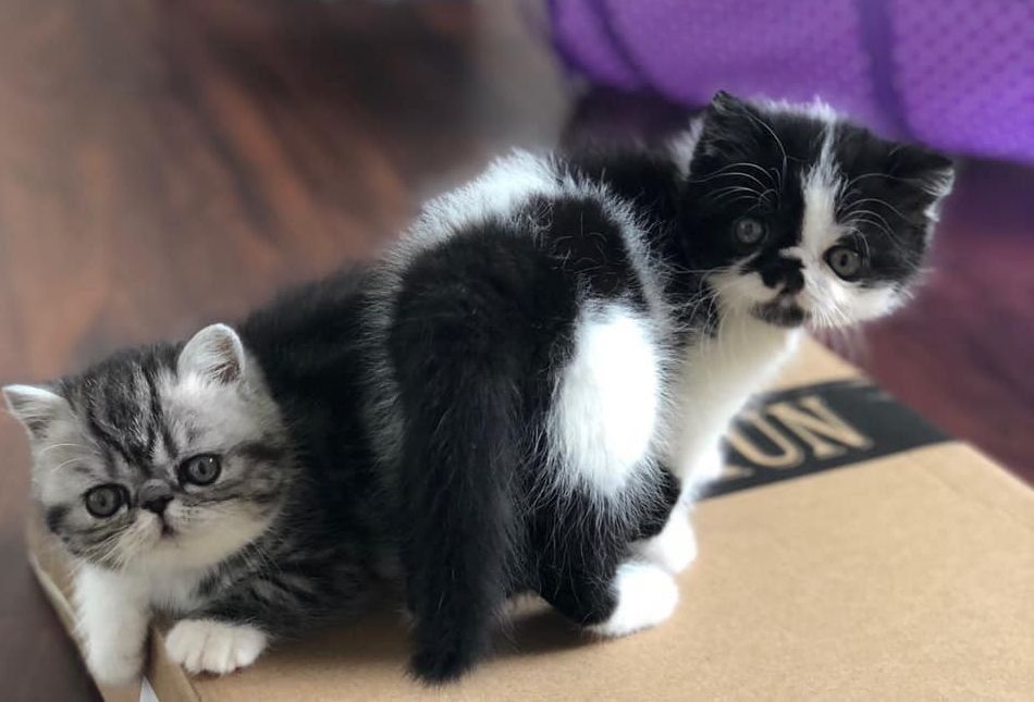 exotic shorthair