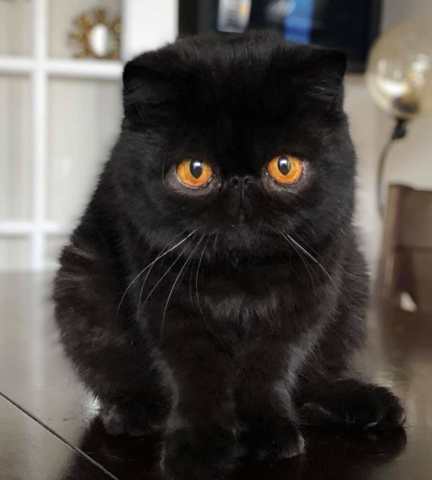 exotic shorthair
