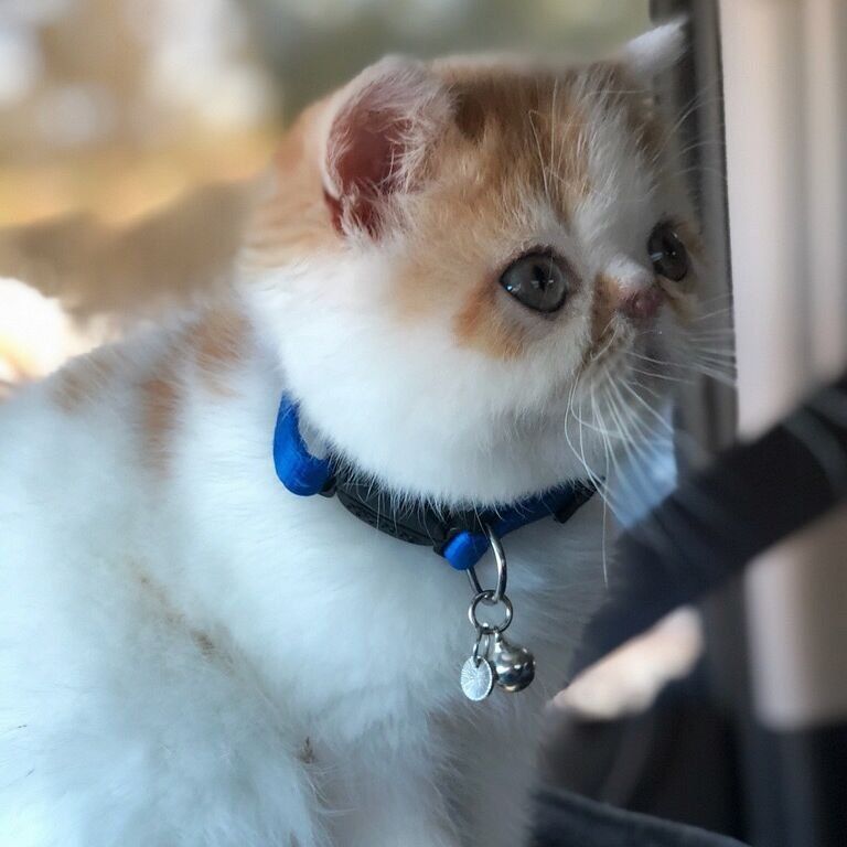 exotic shorthair
