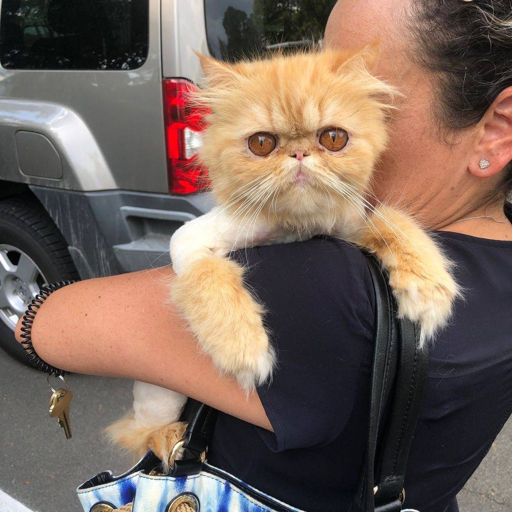 exotic shorthair