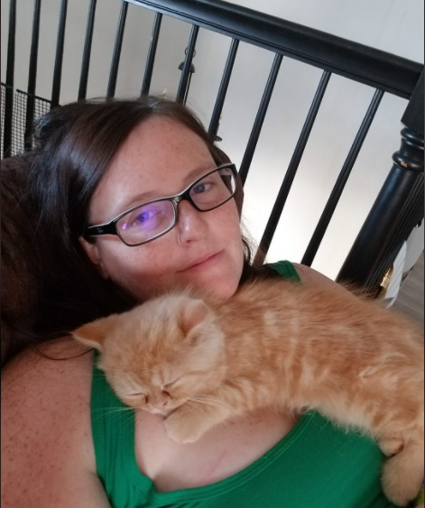 exotic shorthair