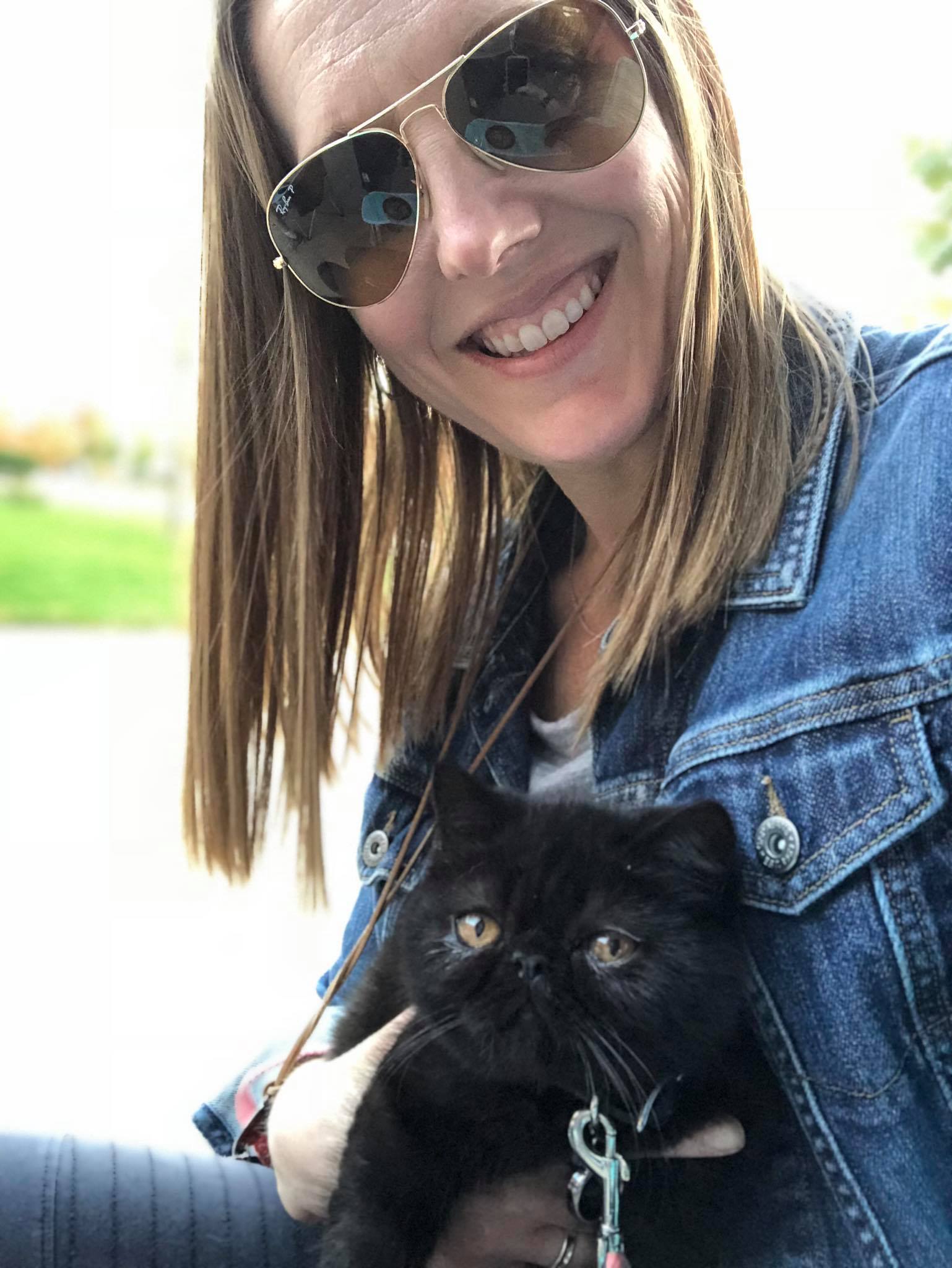 exotic shorthair