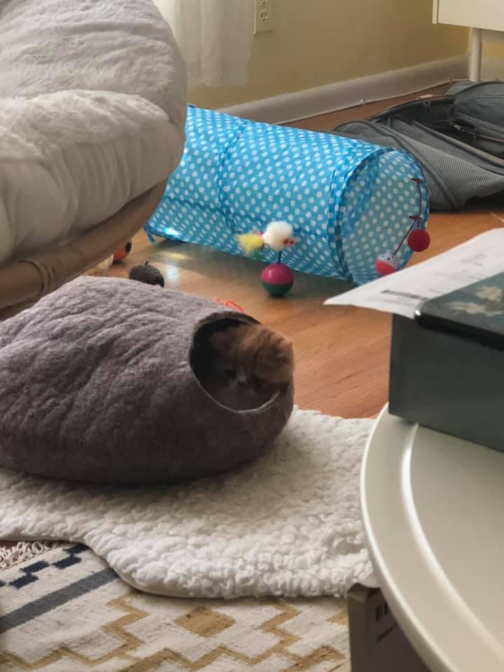 exotic shorthair