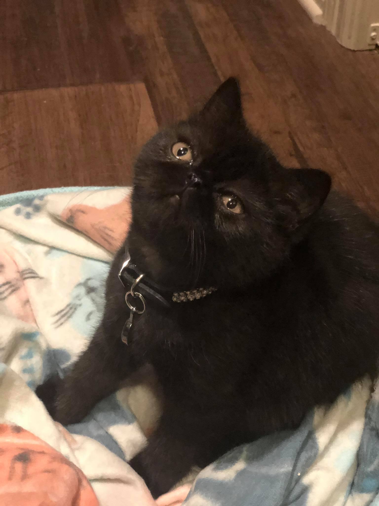 exotic shorthair