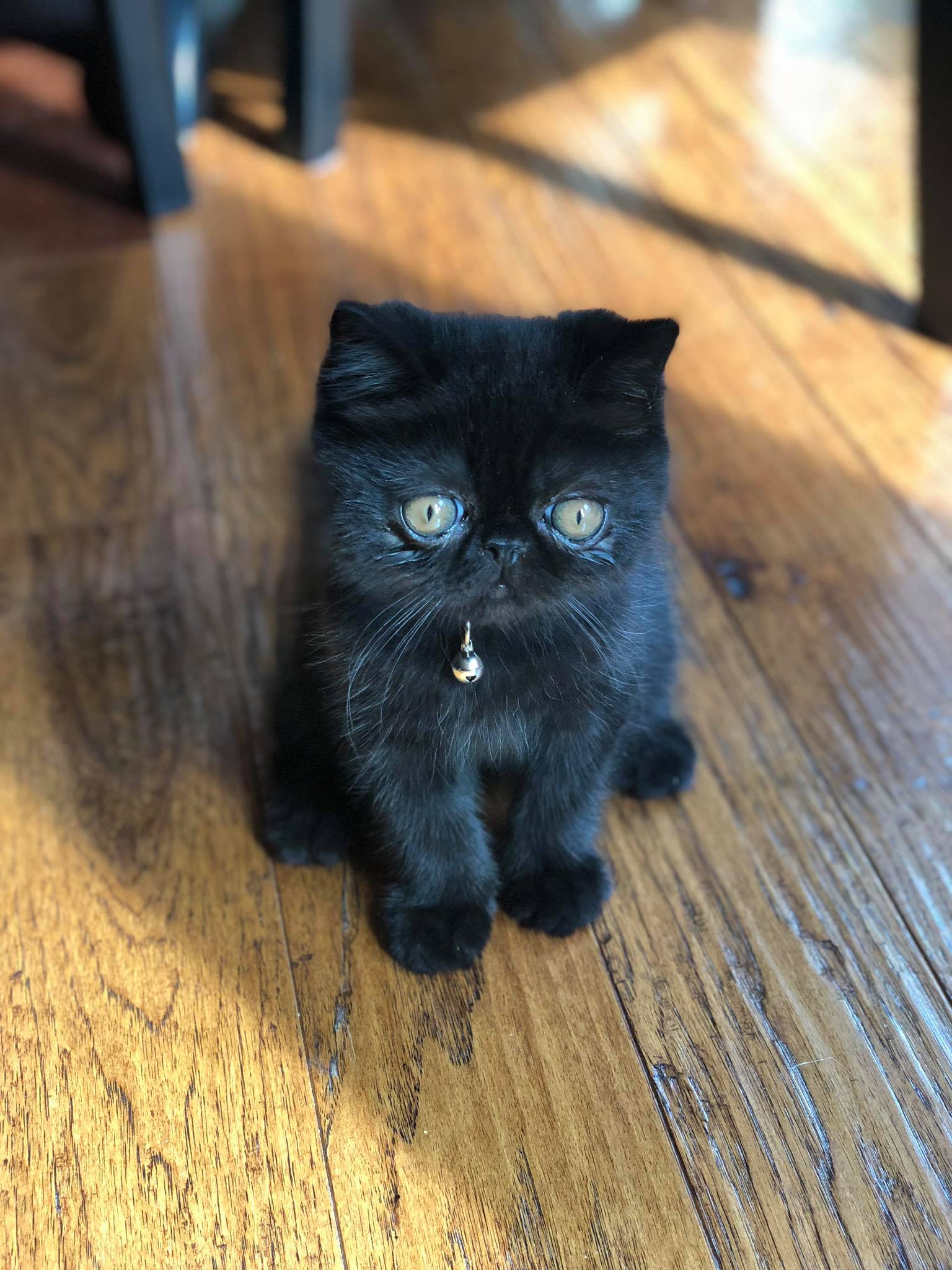 exotic shorthair