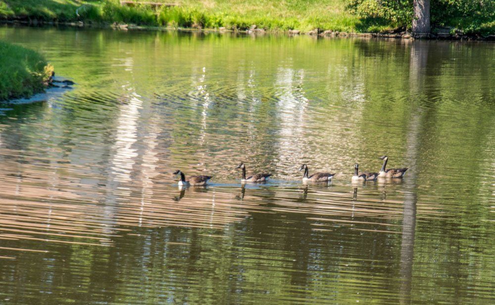 Twin Ponds offers many activities and wildlife to view!