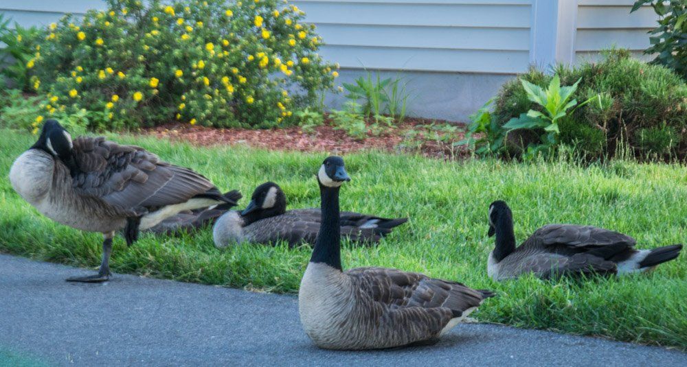 Twin Ponds offers many activities and wildlife to view!