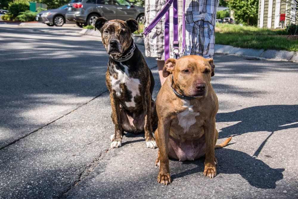 Twin Ponds Nashua Dogs