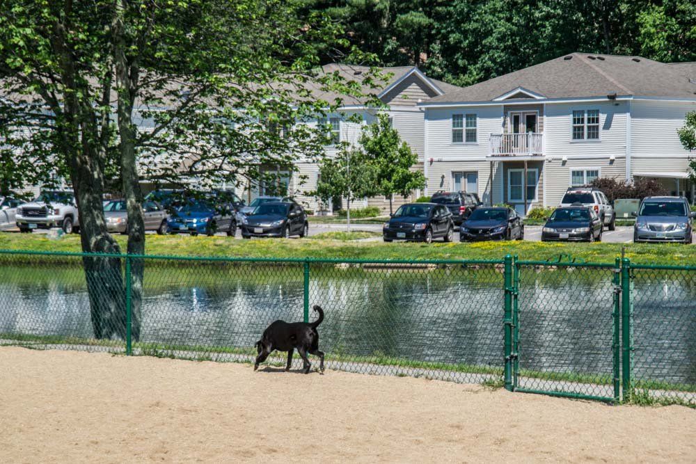 Twin Ponds Nashua Dogs